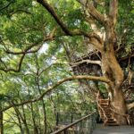 Una de las 10 casas construidas en árboles más espectaculares del mundo se encuentra en México