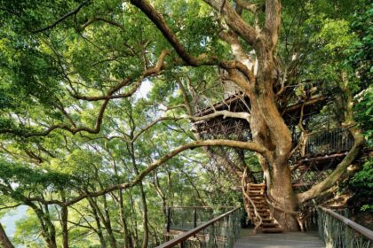 Una de las 10 casas construidas en árboles más espectaculares del mundo se encuentra en México