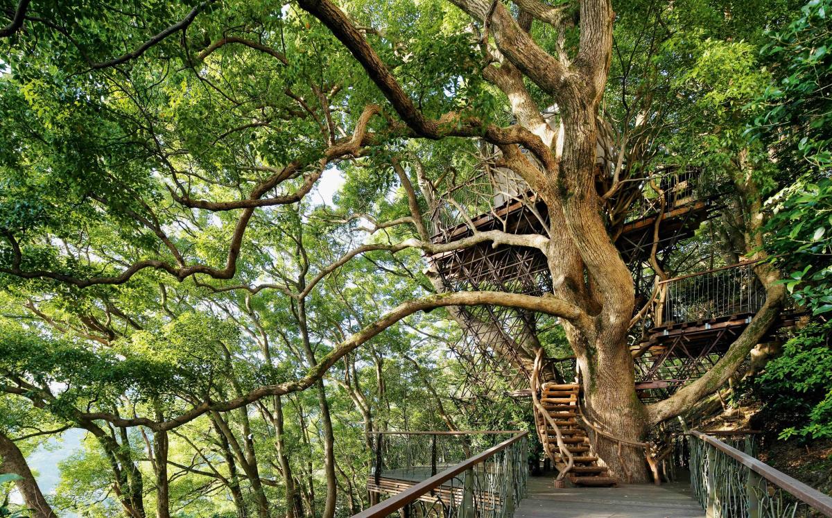 Una de las 10 casas construidas en árboles más espectaculares del mundo se encuentra en México