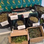 Desmantelan una plantación de marihuana y un laboratorio de elaboración de hachís en Marratxí