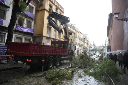 Cae un árbol en San Jacinto en Sevilla durante el episodio de viento ocupando y bloqueando la calzada, sin dejar heridos