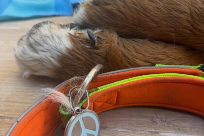 Aparece el cuerpo sin vida del perro en cuya búsqueda su dueño sufrió una extorsión en Granada