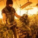Aprehendidas más de 1.200 plantas de marihuana en cuatro plantaciones dentro de casas en Pinos Puente (Granada)
