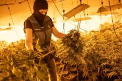 Aprehendidas más de 1.200 plantas de marihuana en cuatro plantaciones dentro de casas en Pinos Puente (Granada)