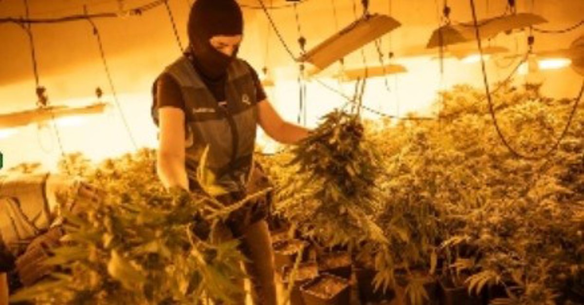 Aprehendidas más de 1.200 plantas de marihuana en cuatro plantaciones dentro de casas en Pinos Puente (Granada)