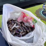 Dos detenidos en Sevilla por portar un kilo de hachís en bellotas de diez gramos en la barriada de El Cerezo