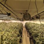 Tres detenidos, un investigado y desmantelada una plantación indoor con 2.850 plantas de marihuana en La Moraña