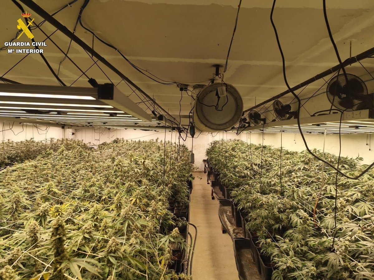 Tres detenidos, un investigado y desmantelada una plantación indoor con 2.850 plantas de marihuana en La Moraña