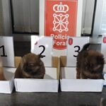Dos investigados por abandonar cuatro cachorros de perro en un contenedor de basura en Cortes (Navarra)