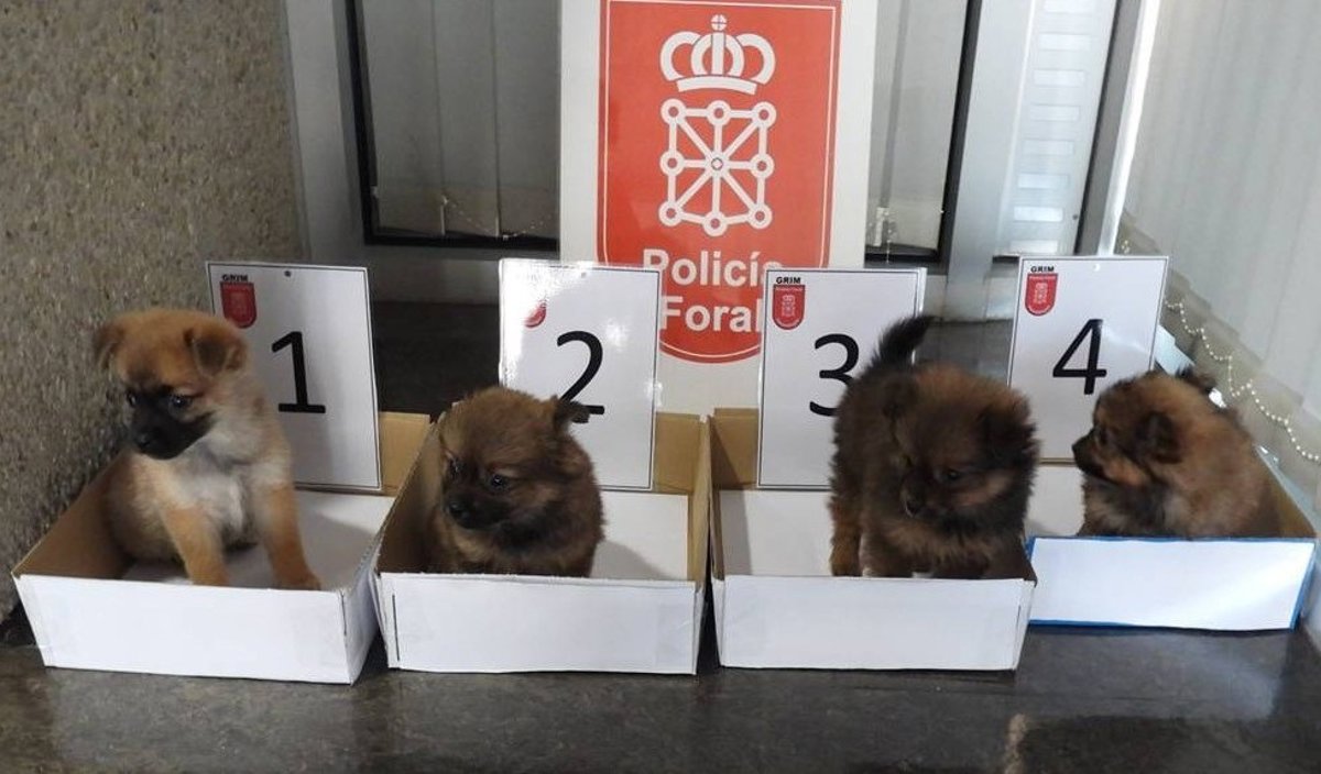 Dos investigados por abandonar cuatro cachorros de perro en un contenedor de basura en Cortes (Navarra)