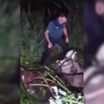 Un guardia civil ayuda a liberar al jinete y su caballo atrapados en una zona pantanosa cerca del arroyo Cñada Martín