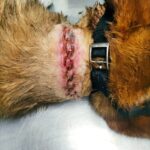 Imagen de un perro herido y abandonado en un entorno de insalubridad