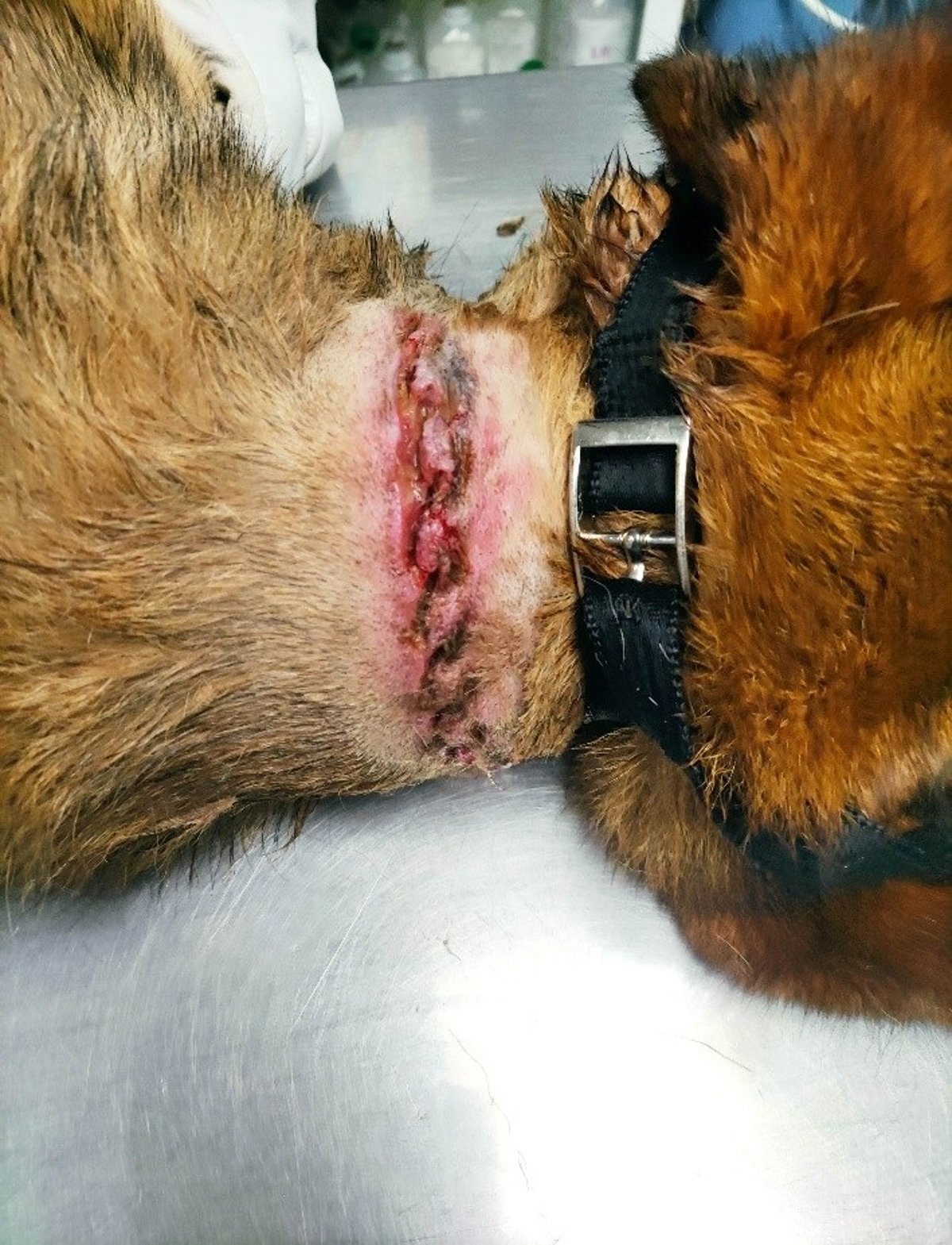 Imagen de un perro herido y abandonado en un entorno de insalubridad