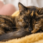 Tiene 30 años y es récord mundial: el gato que desafía el paso del tiempo