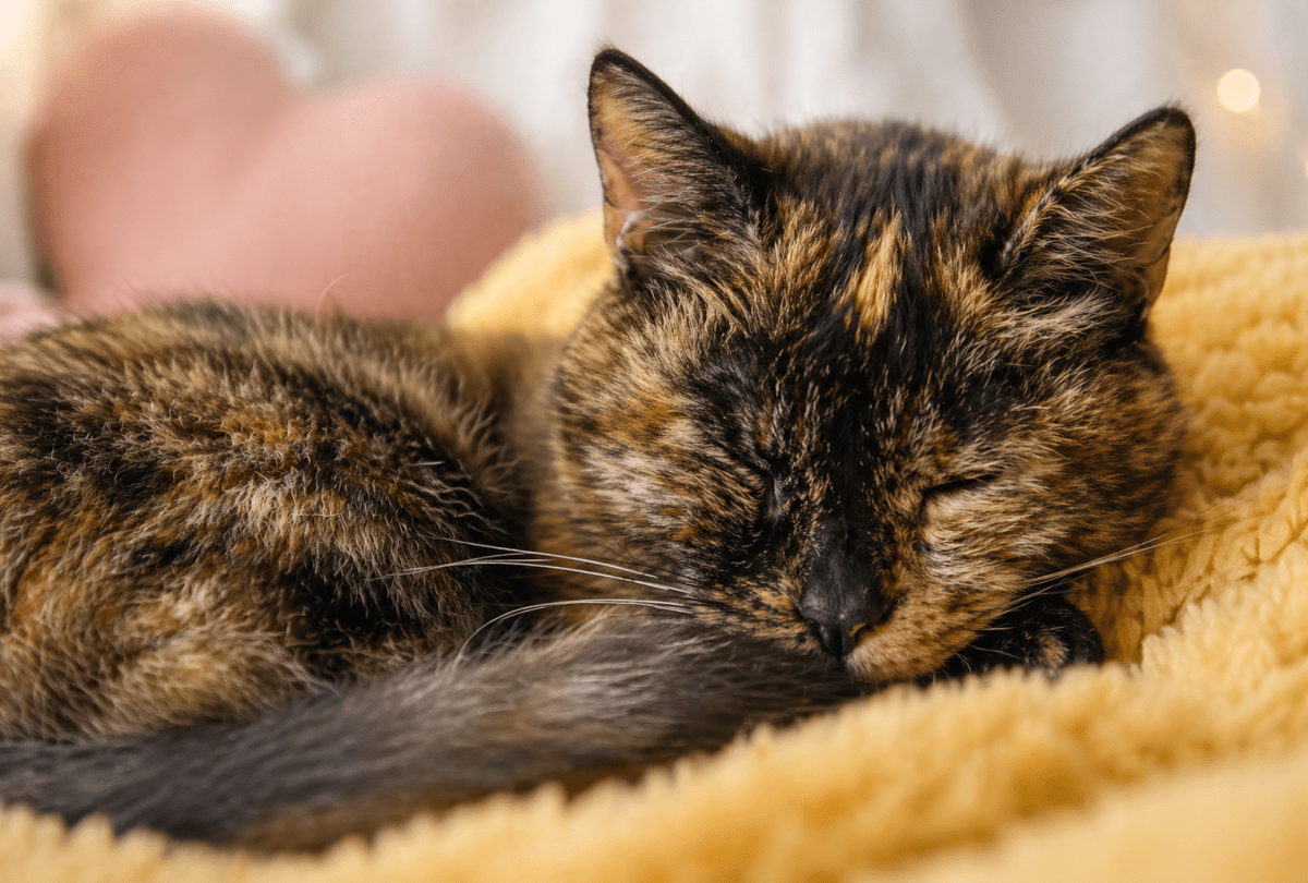 Tiene 30 años y es récord mundial: el gato que desafía el paso del tiempo
