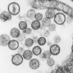 Una imagen de un roedor, transmisor del hantavirus, en su hábitat natural