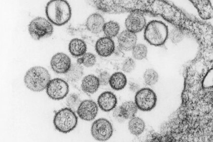 Una imagen de un roedor, transmisor del hantavirus, en su hábitat natural