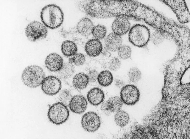 Una imagen de un roedor, transmisor del hantavirus, en su hábitat natural