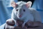 Imagen de microscopio de riñones de rata generados en un embrión de ratón