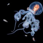 Una medusa inmortal bailando en la oscuridad del océano