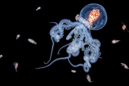 Una medusa inmortal bailando en la oscuridad del océano