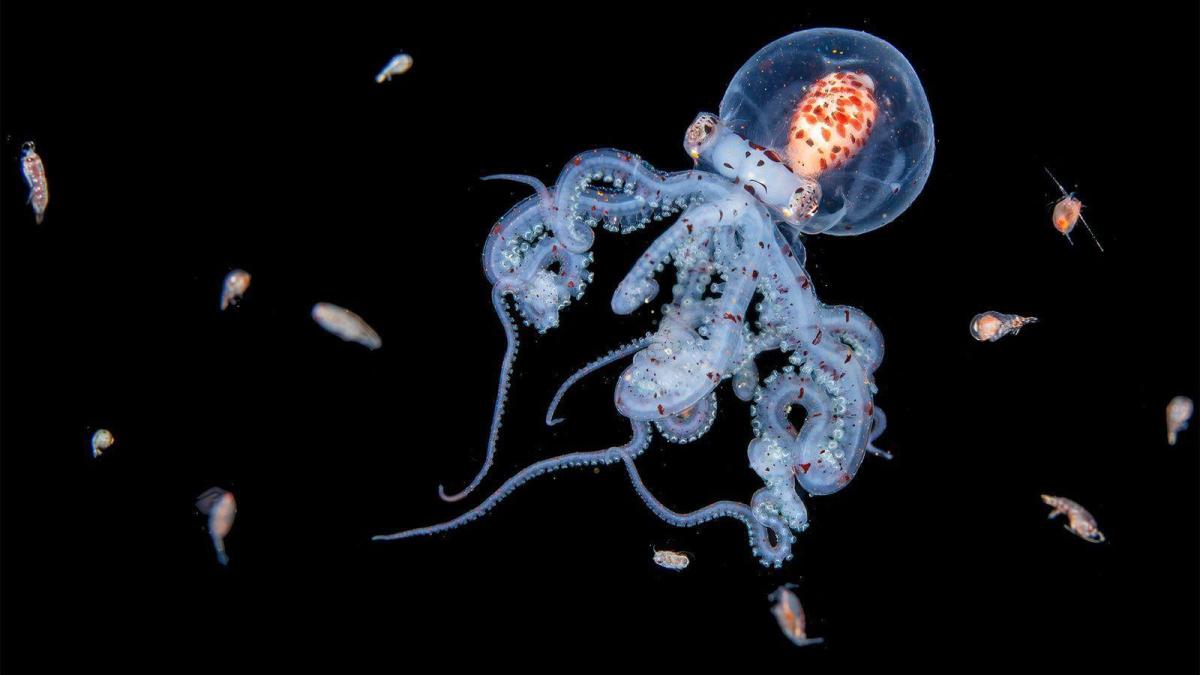 Una medusa inmortal bailando en la oscuridad del océano