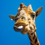 Lengua bifurcada de cobra real detectando presas, ejemplo de adaptación evolutiva en tierra firme