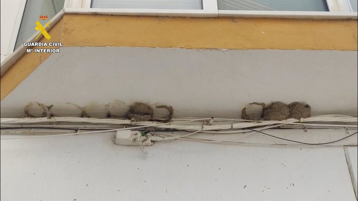Investigan a un vecino de Conil (Cádiz) por destruir nidos de 'avión común' en plena época de cría