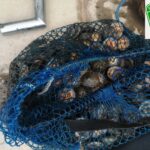 Pescador furtivo con 30 kilos de lapas negras y blancas incautadas en costa vigilada de Canarias